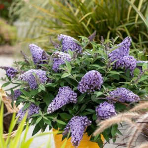 Budleja Dávidova (Buddleja Davidii) ‘SUMMER BIRD’ - výška 40-60 cm, kont. C3L